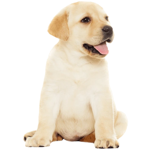 Buy kci registered labrador puppies for sale Top Sellers Black Friday